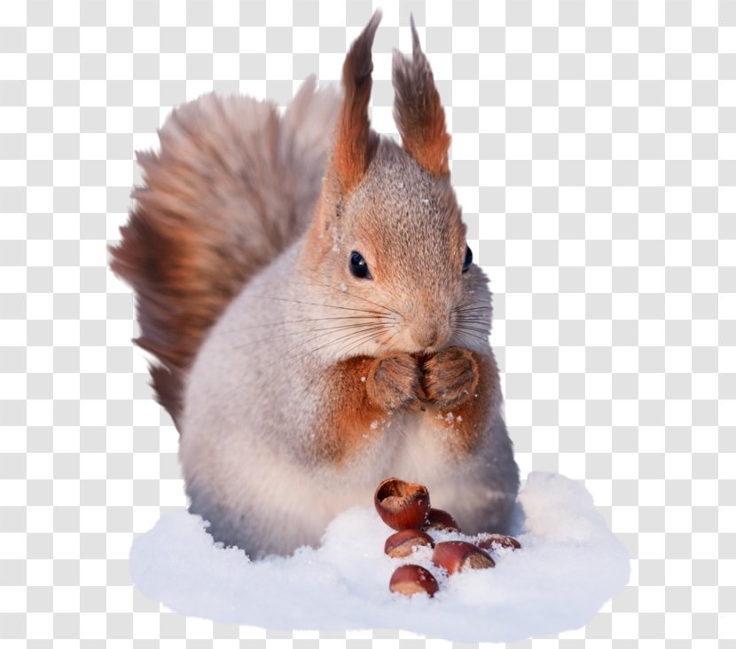 Tree Squirrel Greeting & Note Cards Transparent PNG