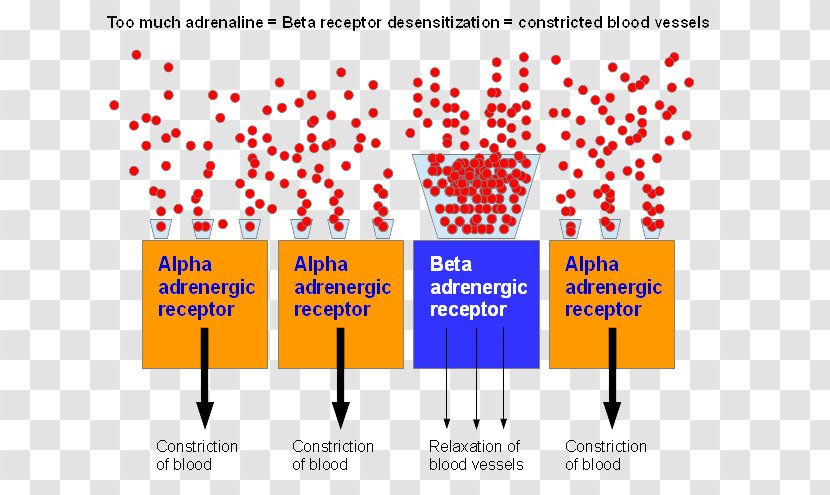 Adrenergic Receptor Adrenaline Blood Vessel - Pressure - Effects Transparent PNG