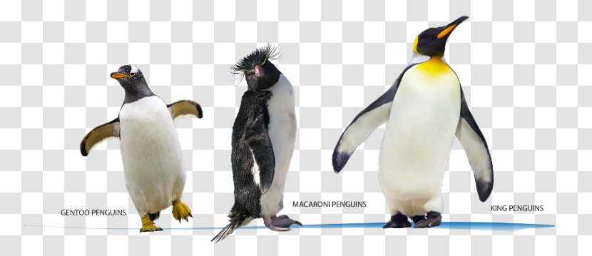 King Penguin Geography Success CfE Higher Practice Papers For SQA Exams Picture Book Of Birds - Flightless Bird - Wall Building Feature Transparent PNG