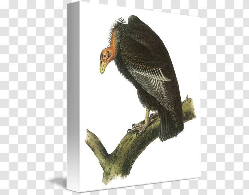 Greeting & Note Cards Paper Love Bald Eagle - Feeling - Gift Transparent PNG