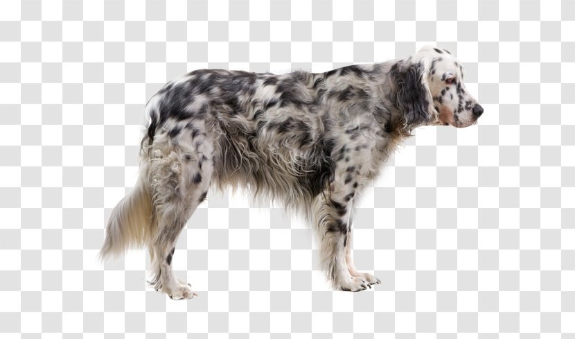 English Setter Rare Breed (dog) Dog Small Münsterländer Pointer - Spaniel Transparent PNG