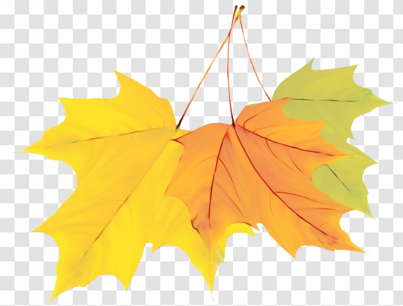 Autumn Leaves Watercolor - Painting - Flower Holly Transparent PNG