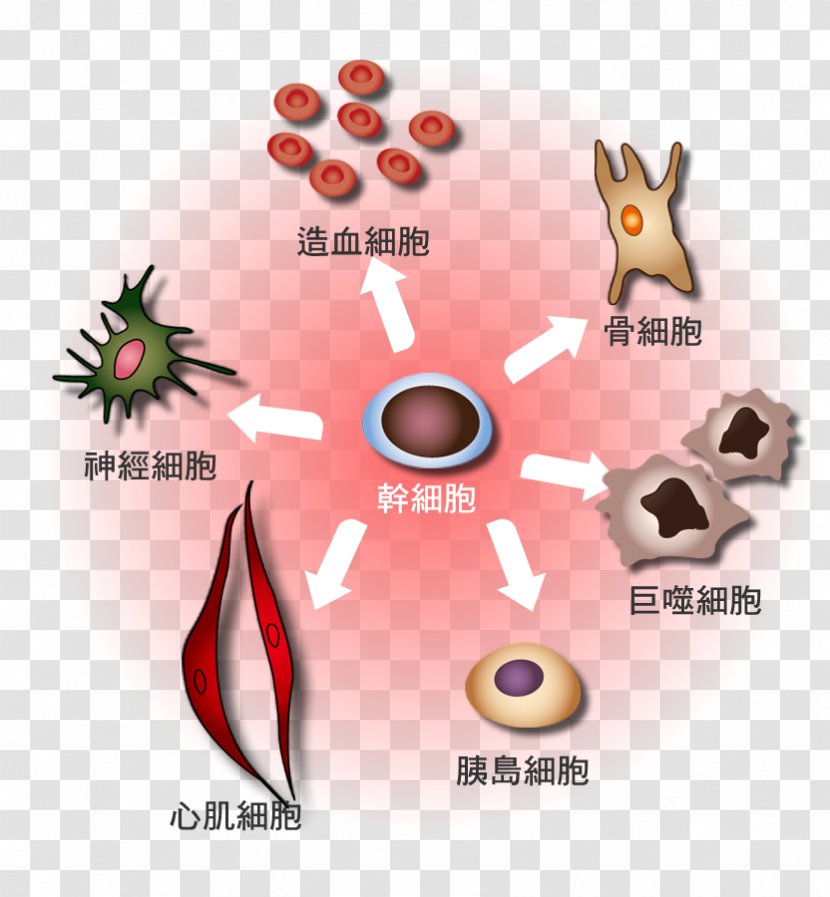Hematopoietic Stem Cell Cellular Differentiation Red Blood White - Haematopoiesis - Bloodcell Banner Transparent PNG