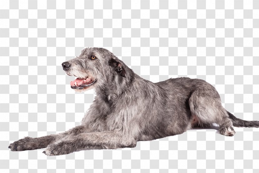 Irish Wolfhound Schnoodle Scottish Deerhound Glen Terrier - Breed - Dog Like Mammal Transparent PNG
