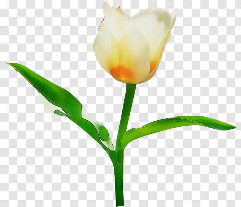 Flower Flowering Plant Tulip Petal - Stem Pedicel Transparent PNG