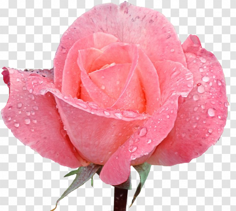 Rose Desktop Wallpaper Pink Flowers - Garden Roses Transparent PNG