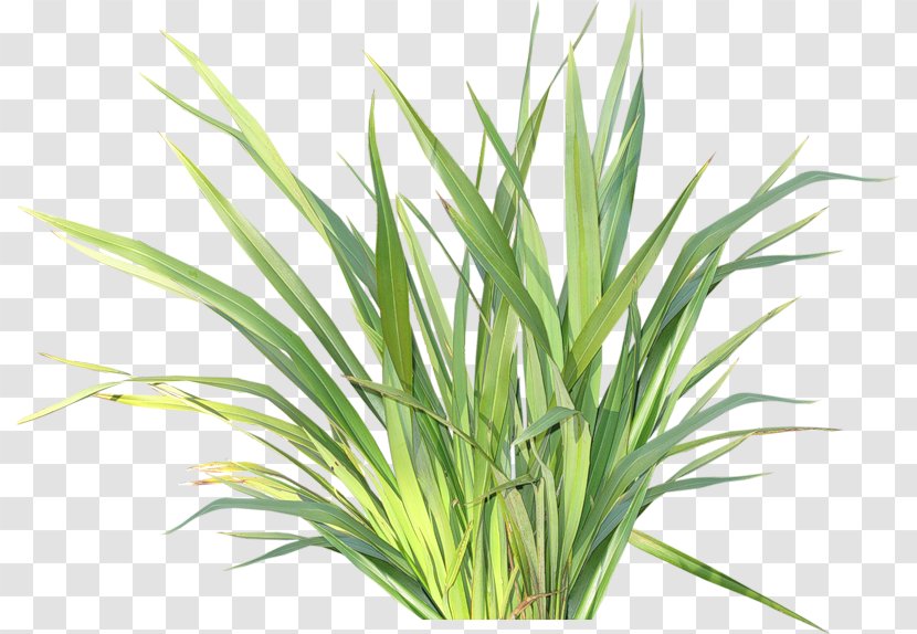 Clip Art - Herbaceous Plant - Herbes Transparent PNG