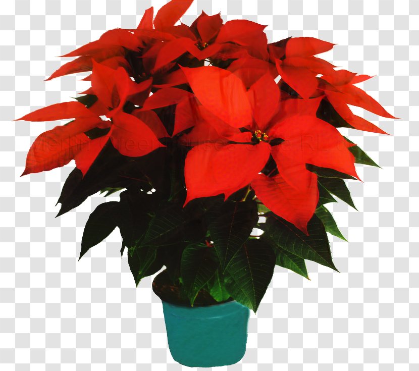 Poinsettia Christmas Day Clip Art Plants Holly - Red - Flowering Plant Transparent PNG