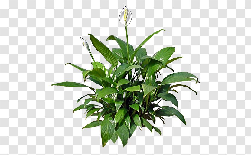 Peace Lily Houseplant Flower Lilium Candidum - Chlorophytum Comosum Transparent PNG