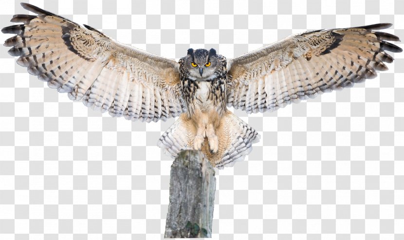 Owl Bird Of Prey Hawk Buzzard - Wildlife Transparent PNG