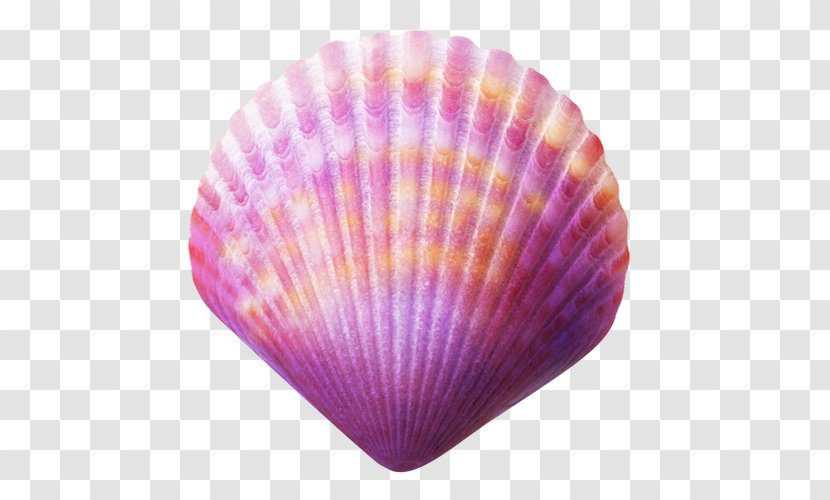 Seashell Purple Clip Art - Cockle Transparent PNG