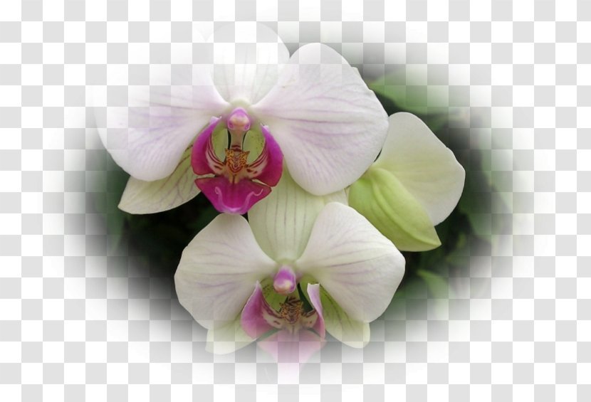 Dendrobium Sweet Pea Lilac Orchids Violet - Petal - Orchidee Transparent PNG