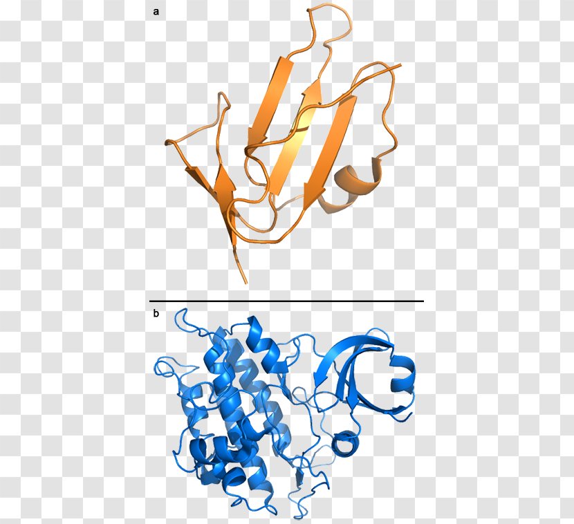 ACVRL1 Cell Surface Receptor Anaplastic Lymphoma Kinase - Art Transparent PNG