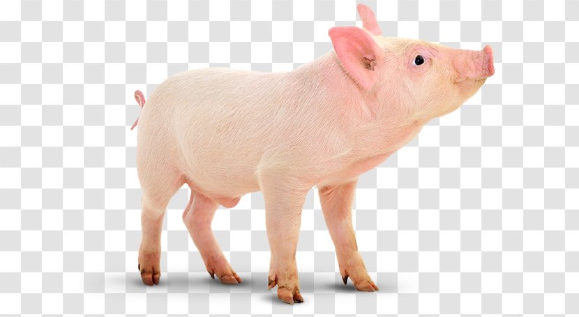 Domestic Pig Porcinocultura Farming Vaccination - Boar Breeding Transparent PNG