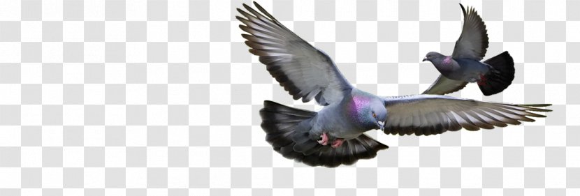 Dove Bird - Pigeon Racing - Falconiformes Feather Transparent PNG