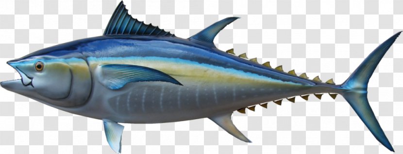 Thunnus Swordfish Mackerel Oily Fish Milkfish - Bonito - Tuna Steak Transparent PNG