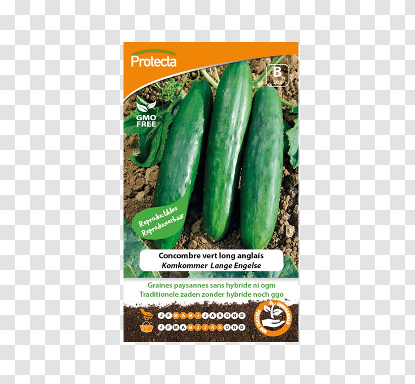 Cucumber Seed Saving Vegetable Benih Transparent PNG