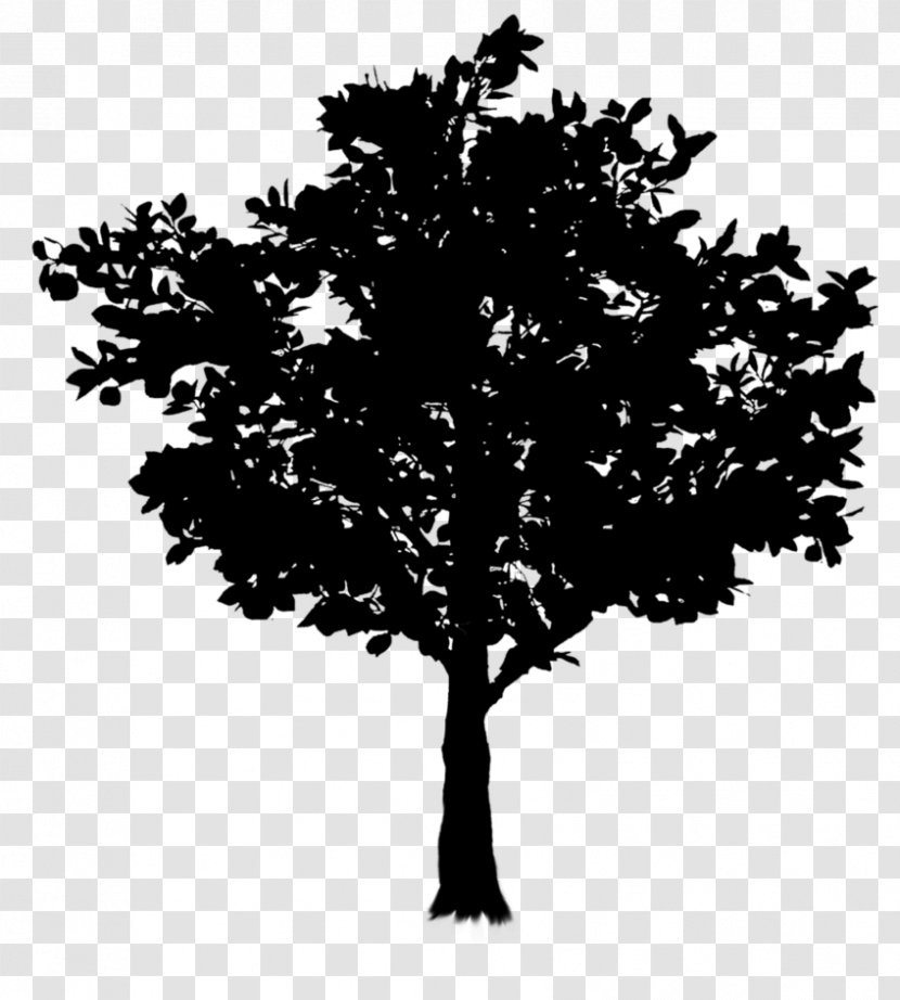 Twig Tree Oak Image Branch - Arbor Day - Plant Transparent PNG