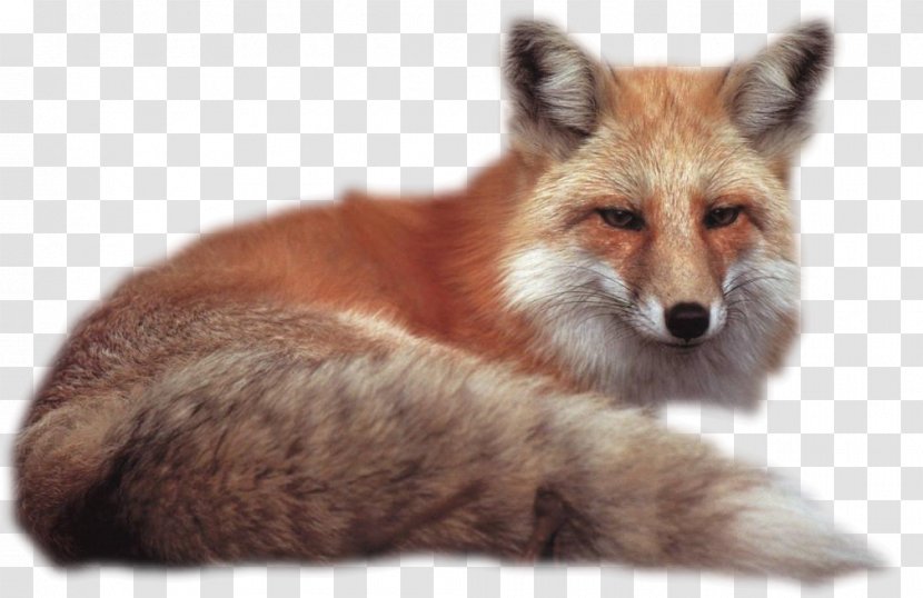 Desktop Wallpaper Fox - Fauna Transparent PNG