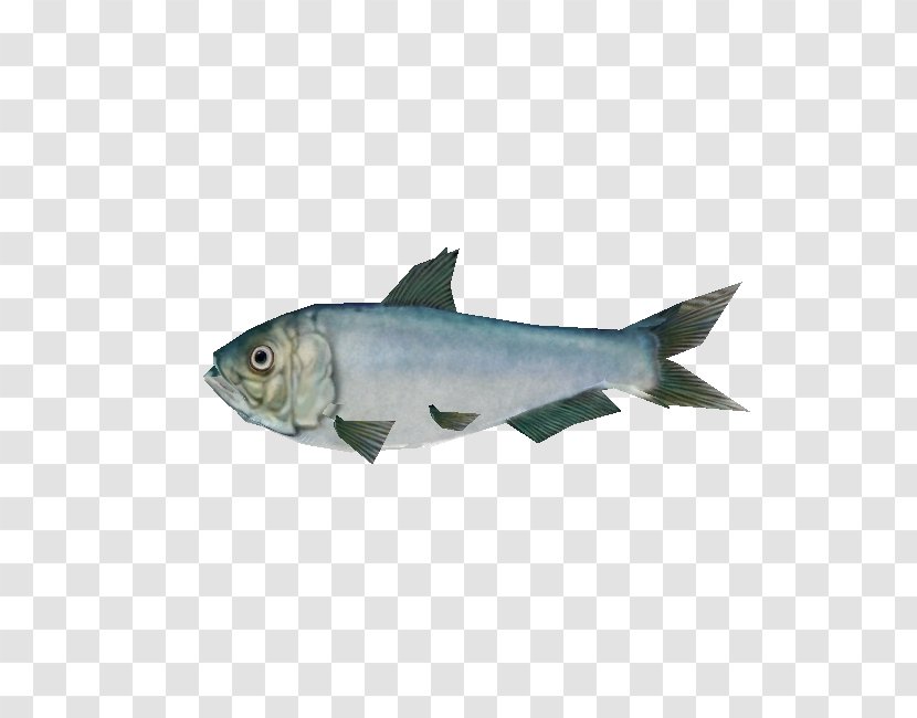 Milkfish Cod Oily Fish Marine Biology Fauna Transparent PNG