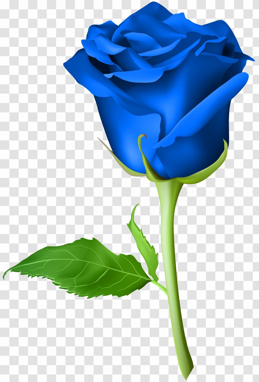 Blue Rose Clip Art - Transparent Image Transparent PNG