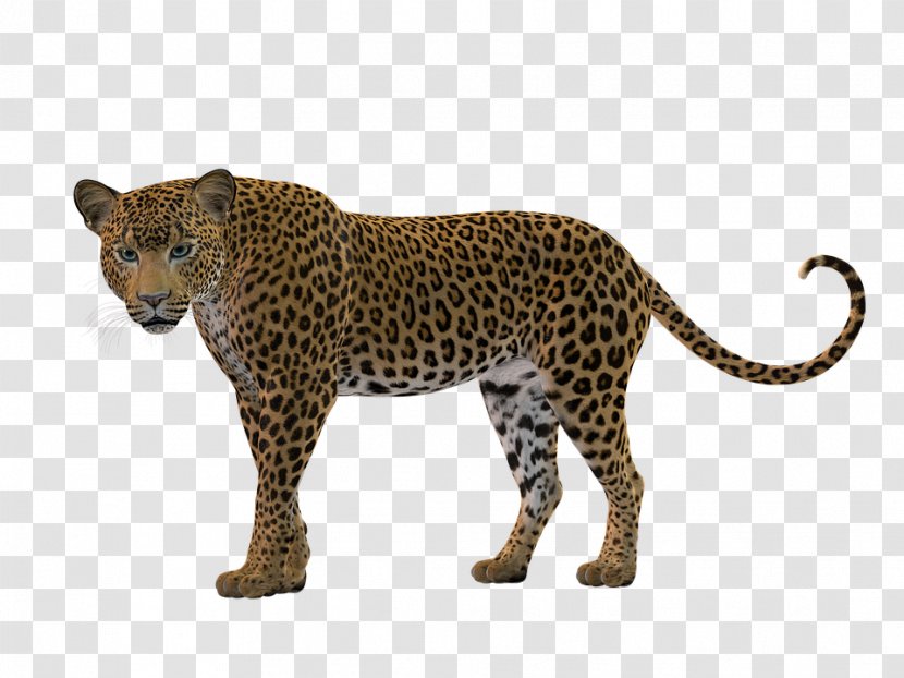 Leopard Panther Cheetah Felidae Cougar - Mammal Transparent PNG