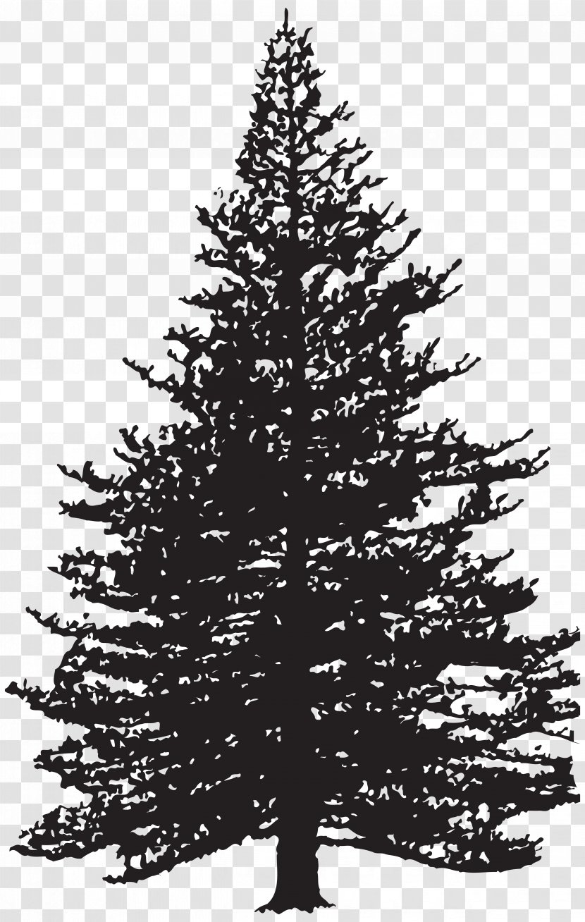 Clip Art Fir Drawing Pine Image - Conifer - Tree Transparent PNG