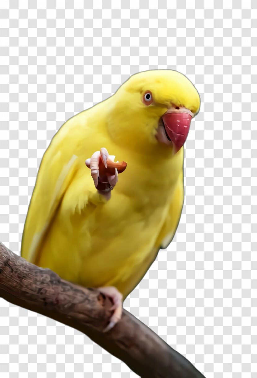 Bird Parakeet Parrot Yellow Beak - Retro - Atlantic Canary Perching Transparent PNG