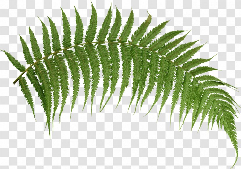 Desktop Wallpaper Fern Image Plants - Transparent Transparent PNG