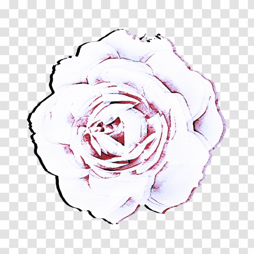 Garden Roses - White - Hybrid Tea Rose Plant Transparent PNG