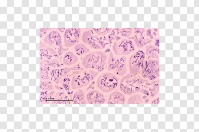 Microscope Slides Spermatocyte Cell Meiosis Cèl·lula Animal - Interphase Transparent PNG
