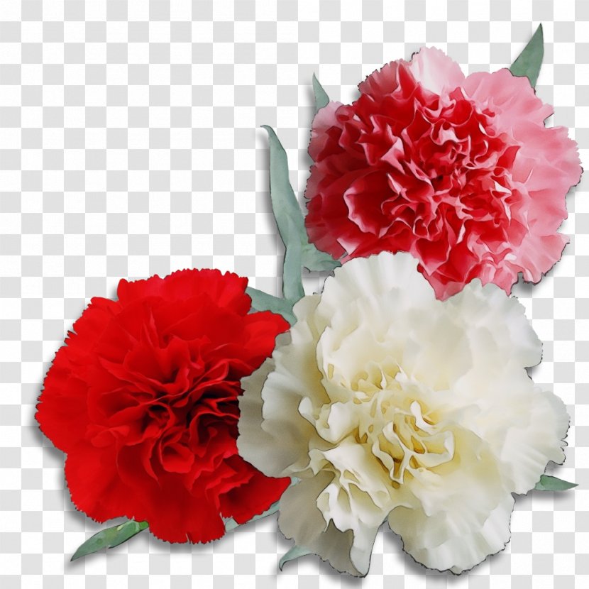 Flowers Background - Red - Dianthus Pink Family Transparent PNG