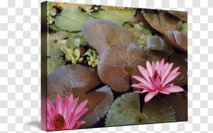 Wildflower Petal Aquatic Plants - Flower - Water Lilies Transparent PNG