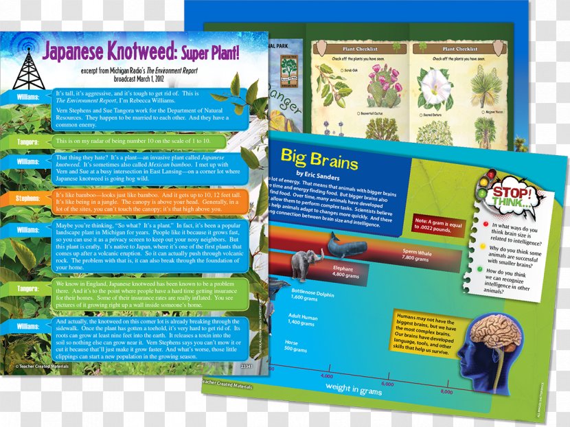 Display Board Product Brochure - Advertising - Plant Material Transparent PNG