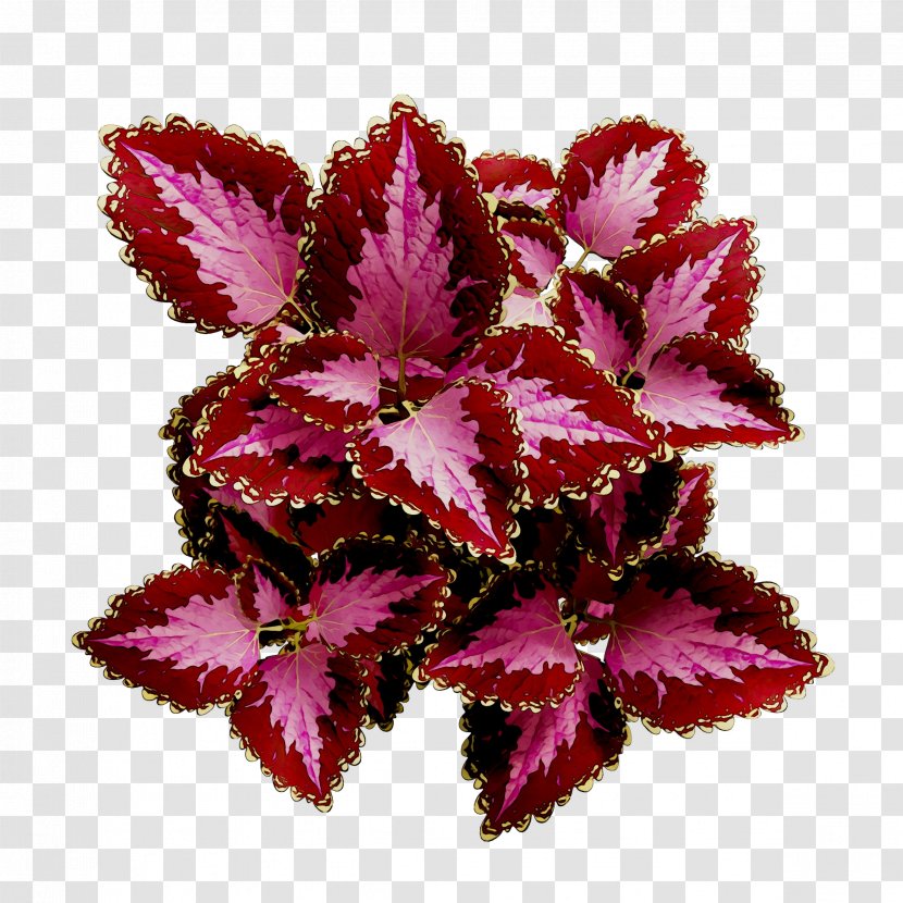 Purple Herbaceous Plant Plants P!nk - Perennial Transparent PNG