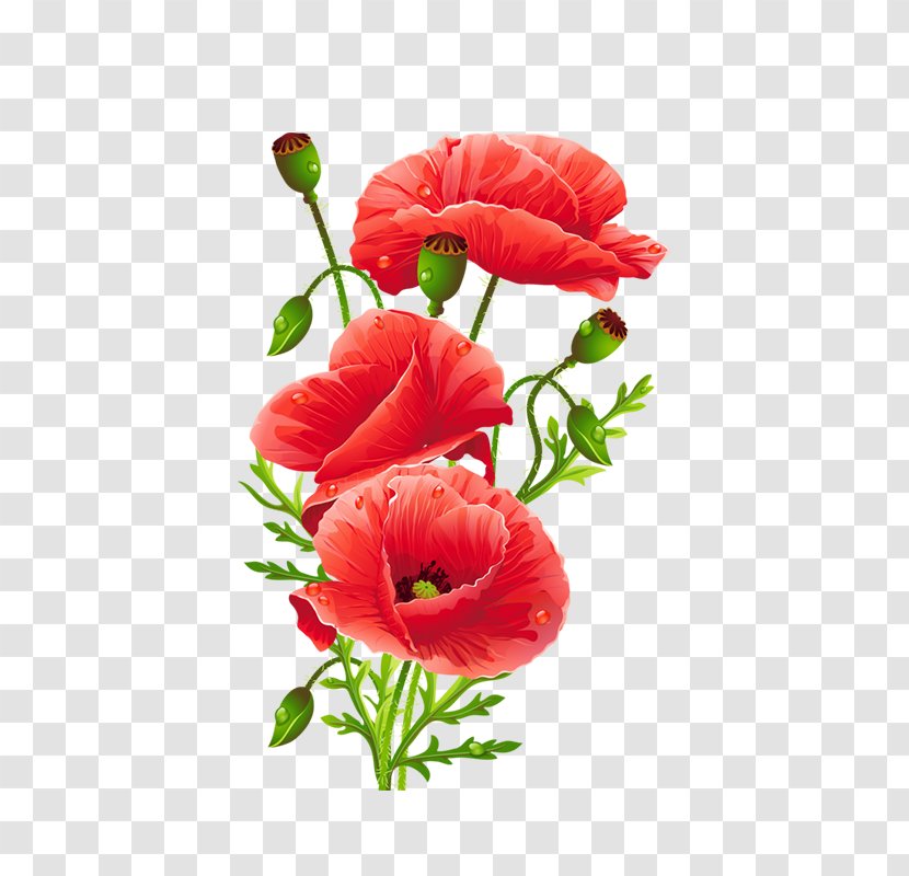 Common Poppy Flower Red - Royaltyfree - Hand Painted Watercolor Floral Decoration Pattern Transparent PNG