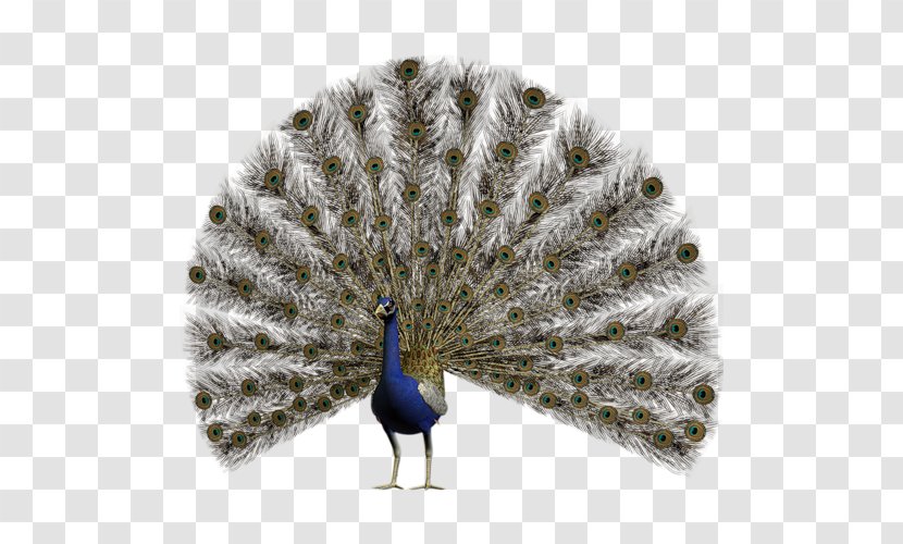 Pavo Feather Asiatic Peafowl - Beak Transparent PNG