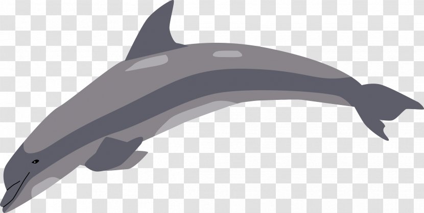 Tucuxi Common Bottlenose Dolphin Porpoise Clip Art - Fauna Transparent PNG