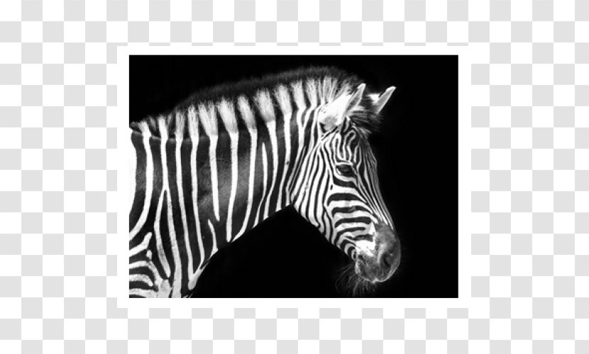 Quagga Zebra Horse Animal Transparent PNG