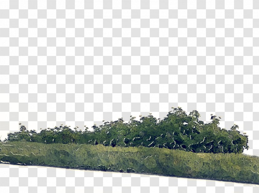 Green Grass Background - Evergreen River Transparent PNG