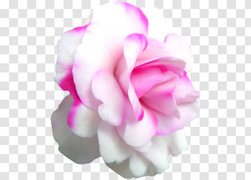 Garden Roses Bible Valentine's Day Flower - Rose Transparent PNG