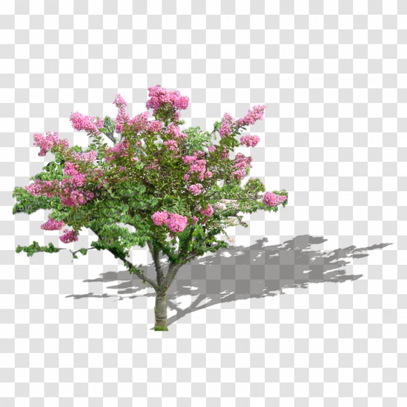 Tree Garden Shrub Twig Rock - Blossom Transparent PNG