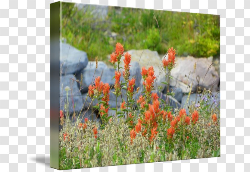 Flora Vegetation Landscape Flower Meadow - Wildflower - Flowers Transparent PNG
