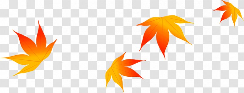 Maple Leaf Autumn - September - Beautiful Falling Stars Transparent PNG