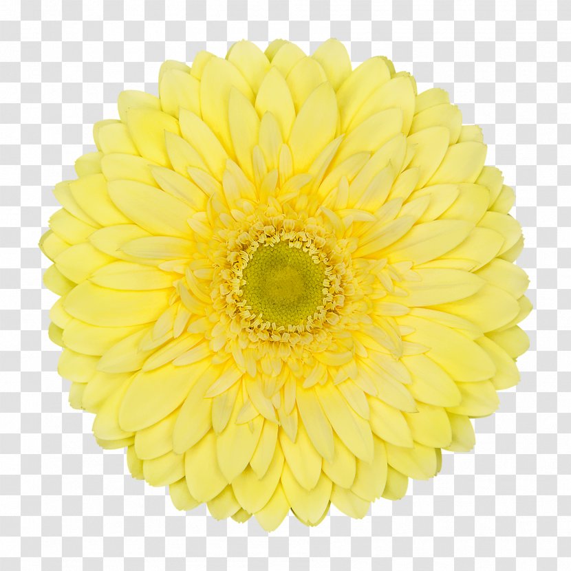 Chrysanthemum Cut Flowers Transvaal Daisy Yellow - Orange - Marigold Transparent PNG