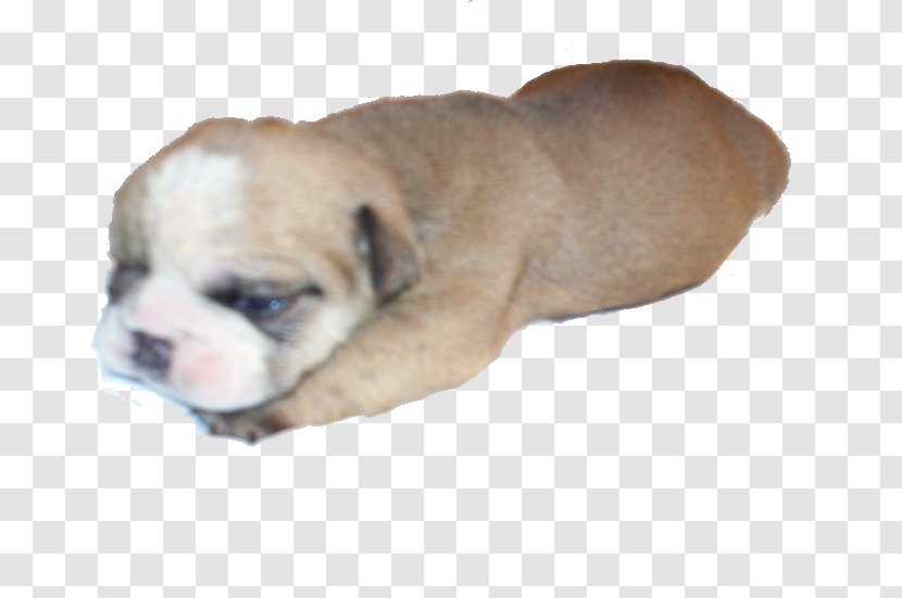 Valley Bulldog Olde English Bulldogge Toy Old Australian - Companion Dog - Puppy Transparent PNG