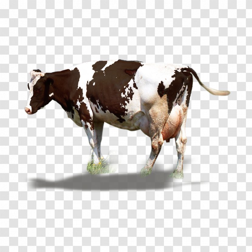 Dairy Cattle Milk Ox - Big Cow Material Transparent PNG