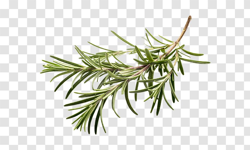 Rosemary Herb Clip Art Spice - Plant - Vegetable Transparent PNG