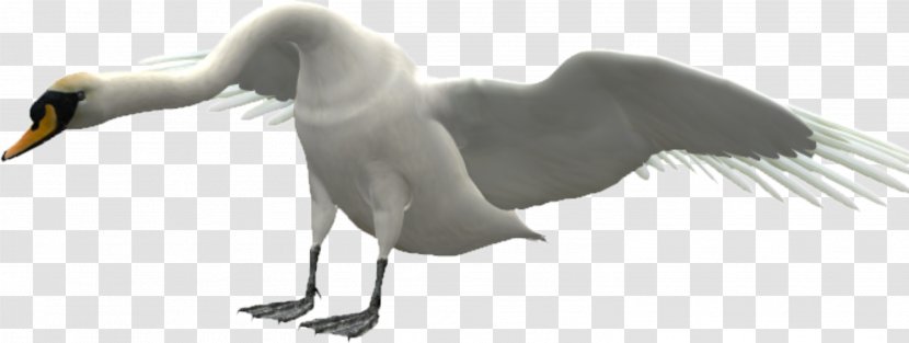 Duck Goose Cygnini Bird - Beak - Flying Swan Transparent PNG