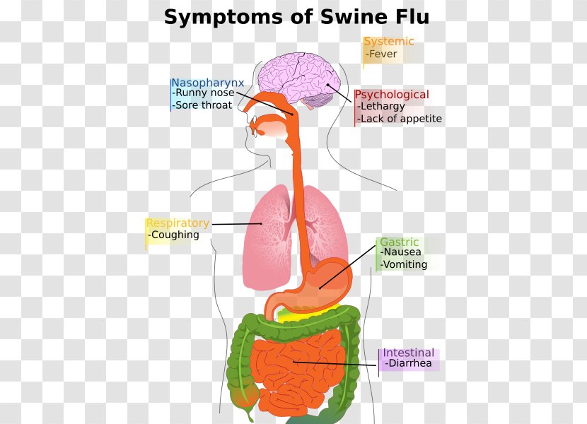 Swine Influenza A Virus Subtype H1N1 Pig Symptom - Silhouette - Digestive System Diseases Transparent PNG